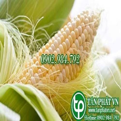 Địa Chỉ Bán Sỉ Lẻ Râu Bắp Tươi Tại TP HCM?