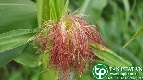 Địa Chỉ Bán Sỉ Lẻ Râu Bắp Tươi Tại TP HCM?