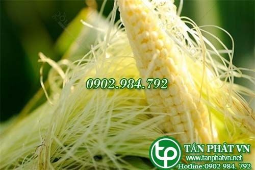 Địa Chỉ Bán Sỉ Lẻ Râu Bắp Tươi Tại TP HCM?