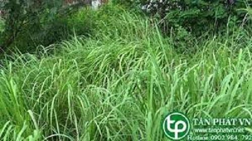 vĐịa Chỉ Bán Sỉ Lẻ Rể Cỏ Tranh Tươi Tại TP HCM?