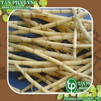 Địa Chỉ Bán Sỉ Lẻ Rể Cỏ Tranh Tươi Tại TP HCM?