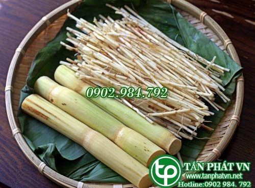 Địa Chỉ Bán Sỉ Lẻ Rể Cỏ Tranh Tươi Tại TP HCM?