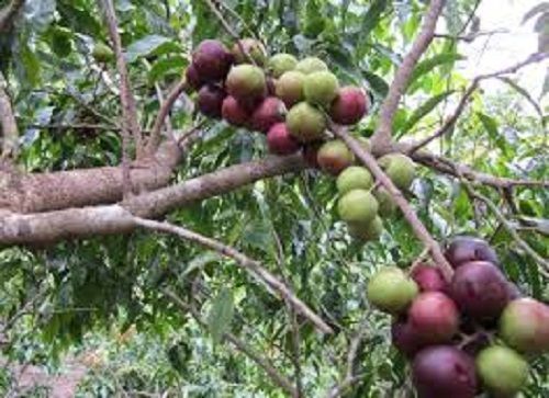 Địa Chỉ Bán Sỉ Lẻ Rễ Hồng Quân Tươi Tại TP HCM?