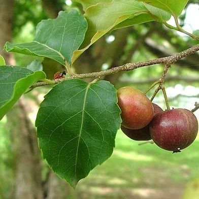 Địa Chỉ Bán Sỉ Lẻ Rễ Hồng Quân Tươi Tại TP HCM?