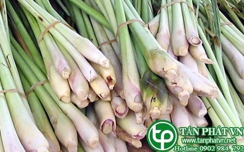 Địa Chỉ Bán Sỉ Lẻ Sả Tươi Tại TP HCM?
