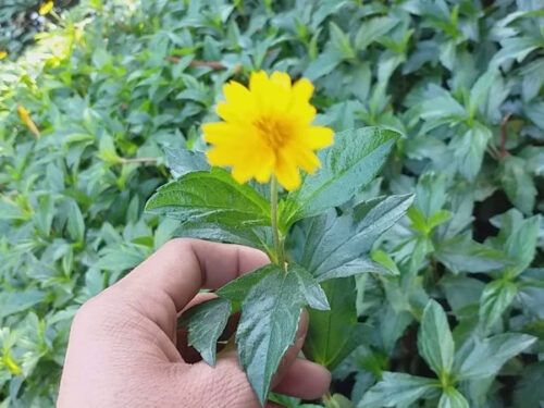 http://duoclieutanphat.com/thao-duoc-tuoi/dia-chi-ban-si-le-sai-dat-tuoi-tai-tp-hcm/