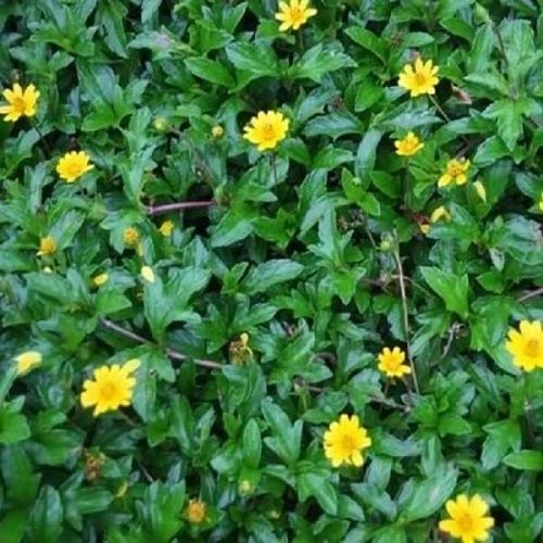 Địa Chỉ Bán Sỉ Lẻ Sài Đất Tươi Tại TP HCM?