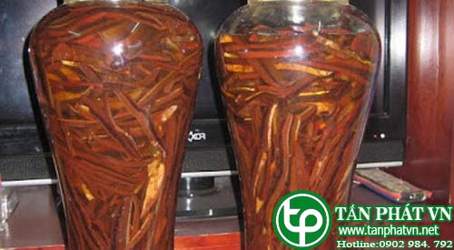 công dụng sâm cau tươi tại tphcm 