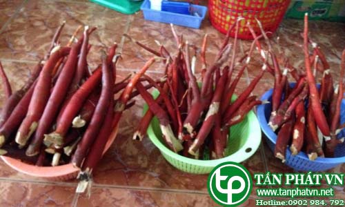 Phân phối sâm cau tươi tại tphcm