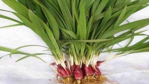 Địa Chỉ Bán Sỉ Lẻ Sâm Đại Hành Tươi Tại TP HCM?
