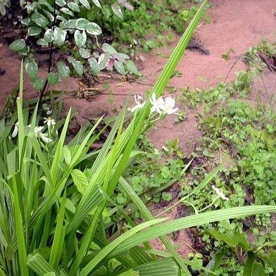 Địa Chỉ Bán Sỉ Lẻ Sâm Đại Hành Tươi Tại TP HCM?