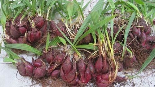 Địa Chỉ Bán Sỉ Lẻ Sâm Đại Hành Tươi Tại TP HCM?