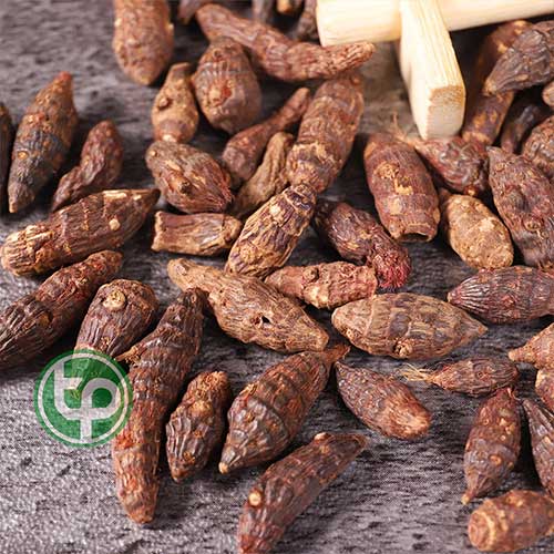 Địa Chỉ Mua Bán Cỏ Cú Tại TPHCM