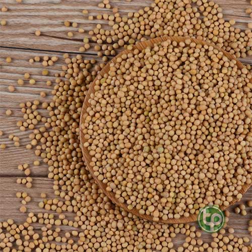 Công ty Bán Bạch Giới Tử Tại TP HCM?