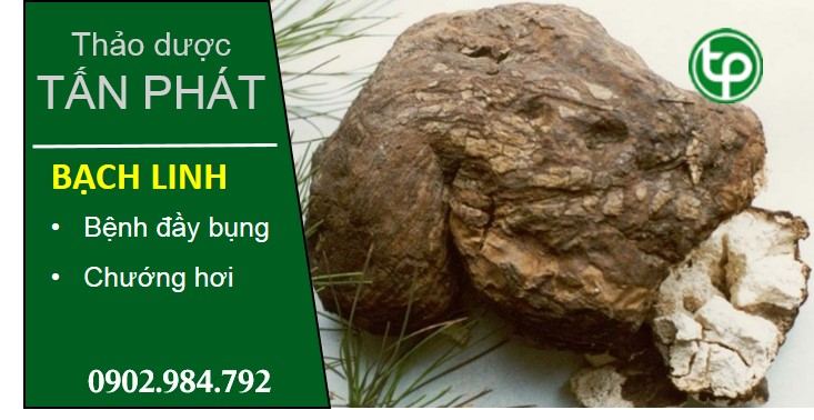 phân phối sỉ lẻ bạch linh tại tphcm