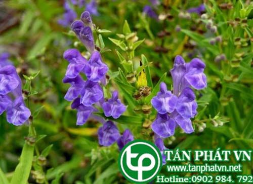 Công Ty Bán Bán Chi Liên Khô Tại TP HCM?