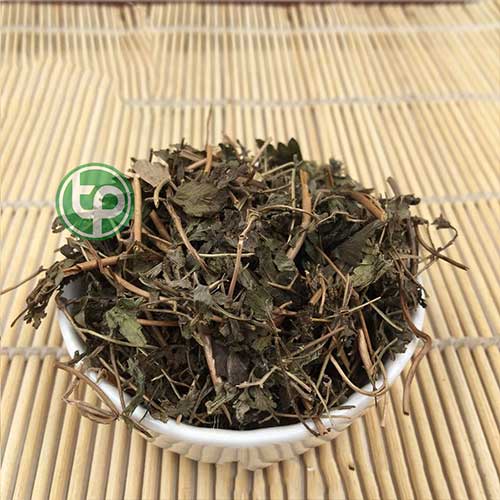 Công ty Bán Cây Bòng Bong Khô Tại TP HCM?