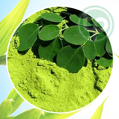 Mua Bán  Bột chùm ngây tại tphcm 