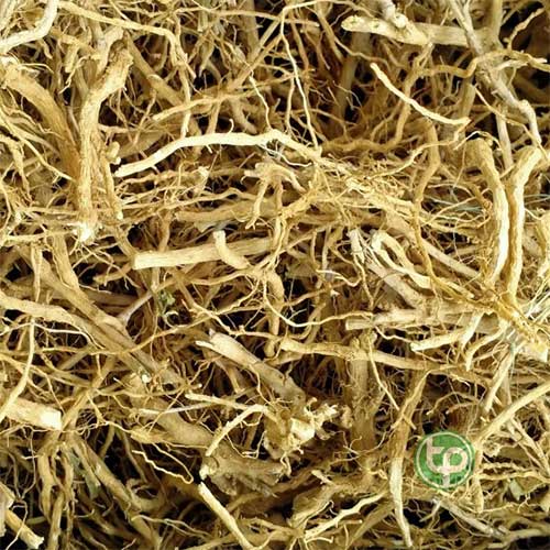 Bán Rễ Cà Gai Leo Tại HCM