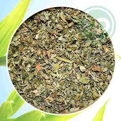 Mua Bán  Cây Bạc Hà tại tphcm
