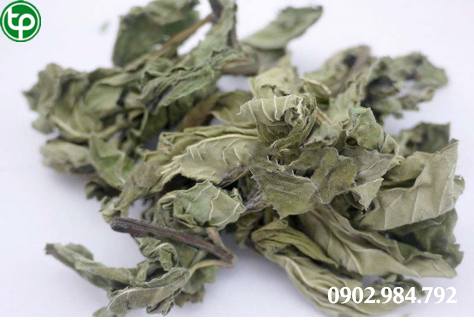 Công Dụng Hay Tác Dụng Của cây bạc hà tại tphcm Công Dụng Hay Tác Dụng Của cây bạc hà tại tphcm