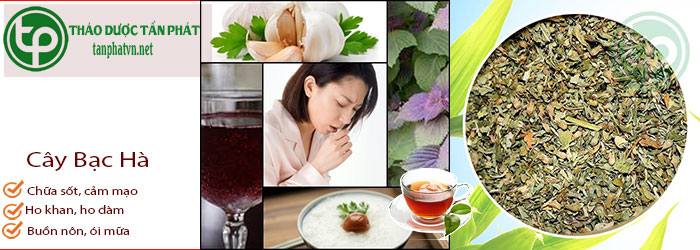 Cách Sử Dụng cây bạc hà tại tphcm Cách Sử Dụng cây bạc hà tại tphcm