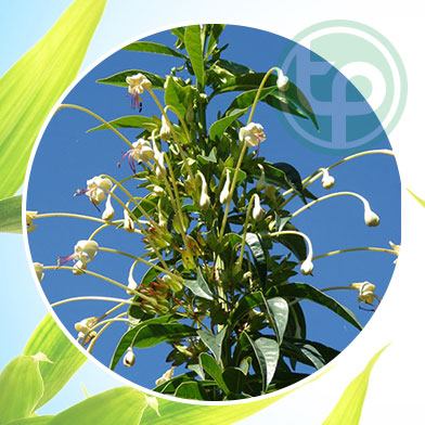 Mua Bán  Cây Chỉ Thiên tại tphcm