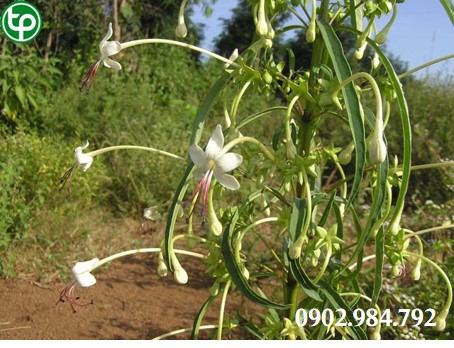 Công Dụng Hay Tác Dụng Của Cây cây chỉ thiên tại tphcm