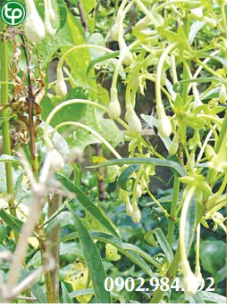Phân phối cây chỉ thiên tại tphcm
