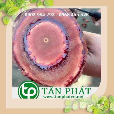 Mua bán cây cỏ máu tại tphcm