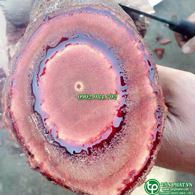 Cỏ máu