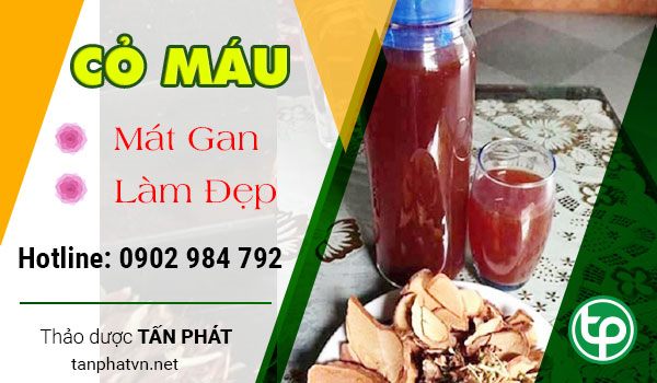 nơi bán cây cỏ máu 