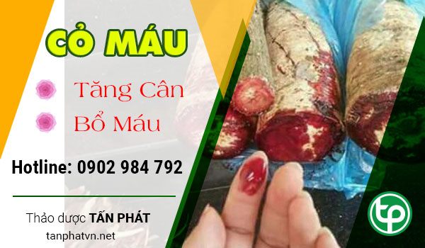 công dụng cây cỏ máu tại tphcm 