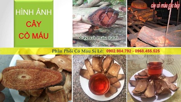 phân phối cây cỏ máu tại tphcm
