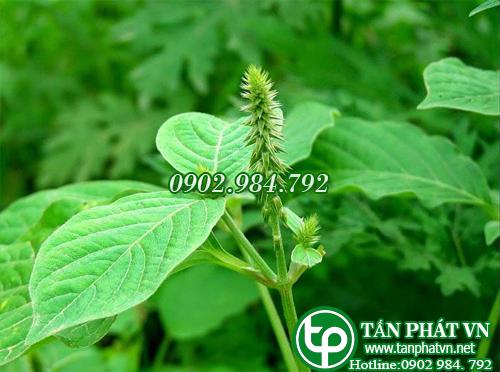 Cây cỏ xước tại tphcm