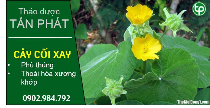 cung cấp Cây cối xay tại tphcm