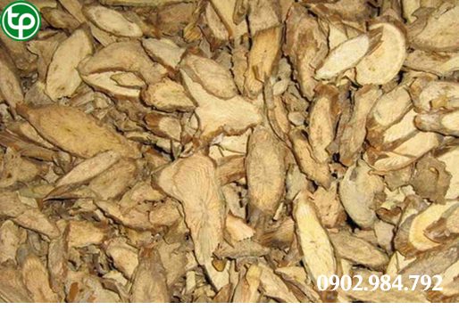 Phân phối  Cây Đau Xương tại tphcm