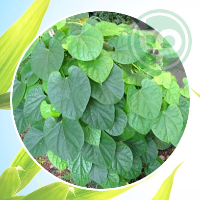 Mua Bán  Cây Đau Xương tại tphcm 