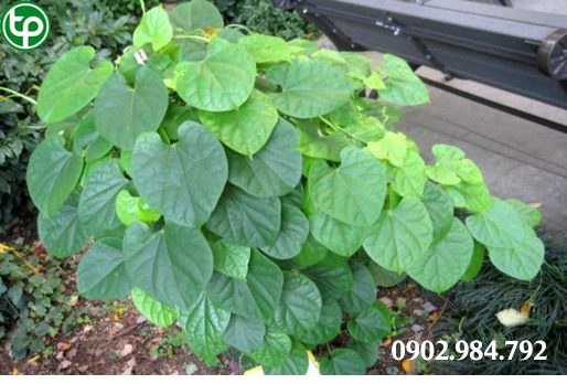 Công Dụng Chữa Bệnh Của Cây Đau Xương tại tphcm