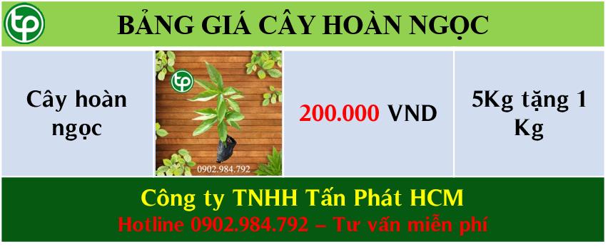 Bảng giá bán cây hoàn ngọc tại tphcm 