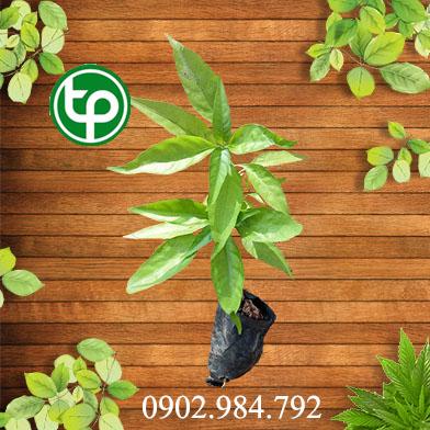 Mua bán cây hoàn ngọc tại tphcm