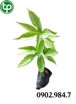 Phân phối cây hoàn ngọc tại tphcm