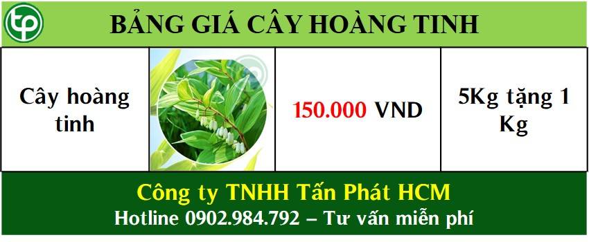 Bảng giá bán cây hoàng tinh tại tphcm