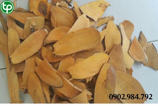 cung cấp Cây mật gấu nam (cây lá đắng) tại tphcm