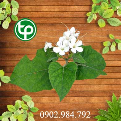 Mua Bán  Lá cây mò hoa trắng tại tphcm