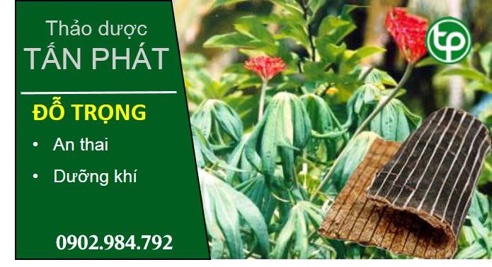phân phối cây đỗ trọng tại tphcm