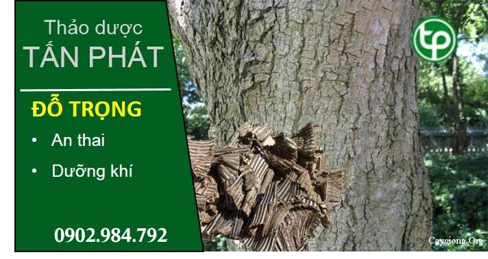 phân phối sỉ lẻ đỗ trọng tại tphcm