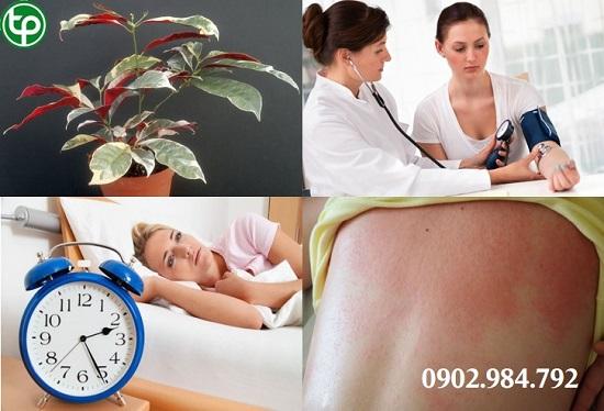 Công Dụng  Của Cây Đơn lá đỏ tại tphcm 