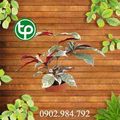 Cách Sử Dụng Đơn lá đỏ tại tphcm