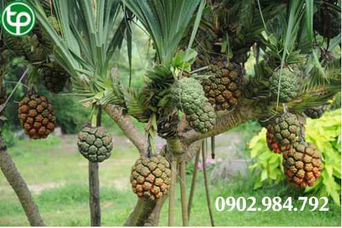 cung cấp Quả dứa dại tại tphcm